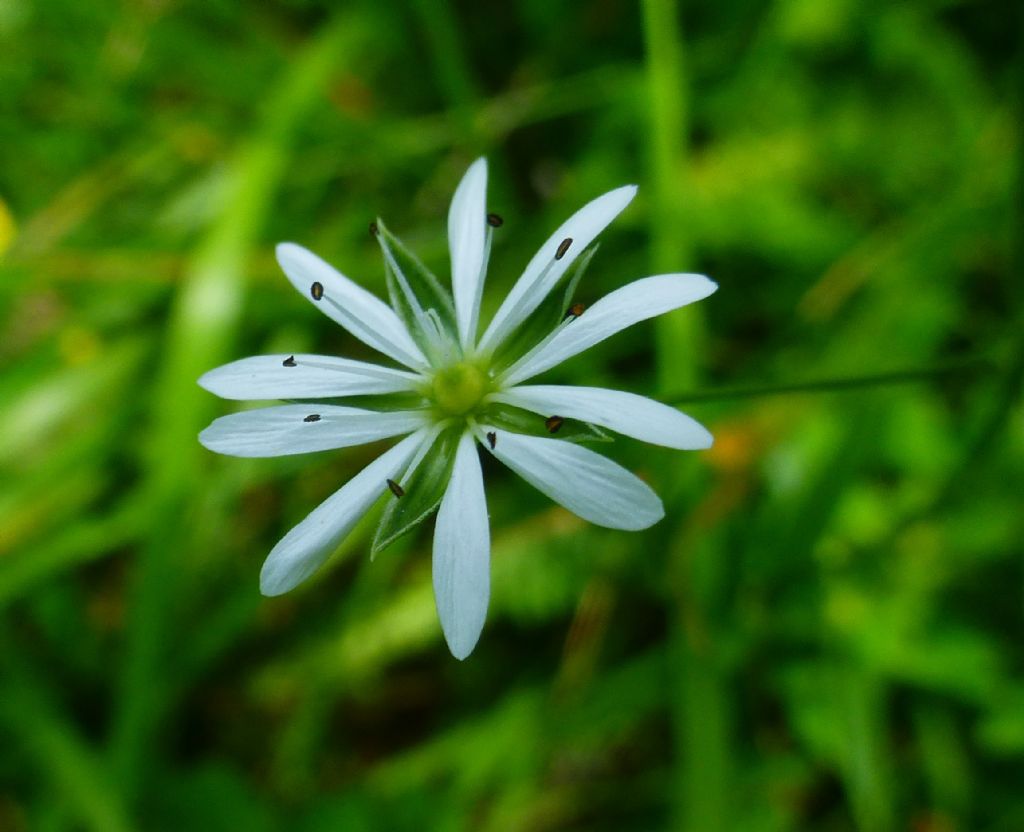 Stellaria graminea